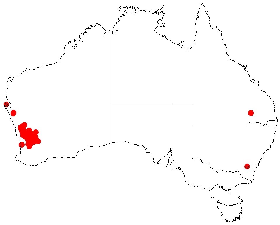 Acacia ligustrina: Acacia ligustrina occurrence data from Australasian Virtual Herbarium downloaded from https://doi.org/10.26197/5c06138894b on December 8 2018