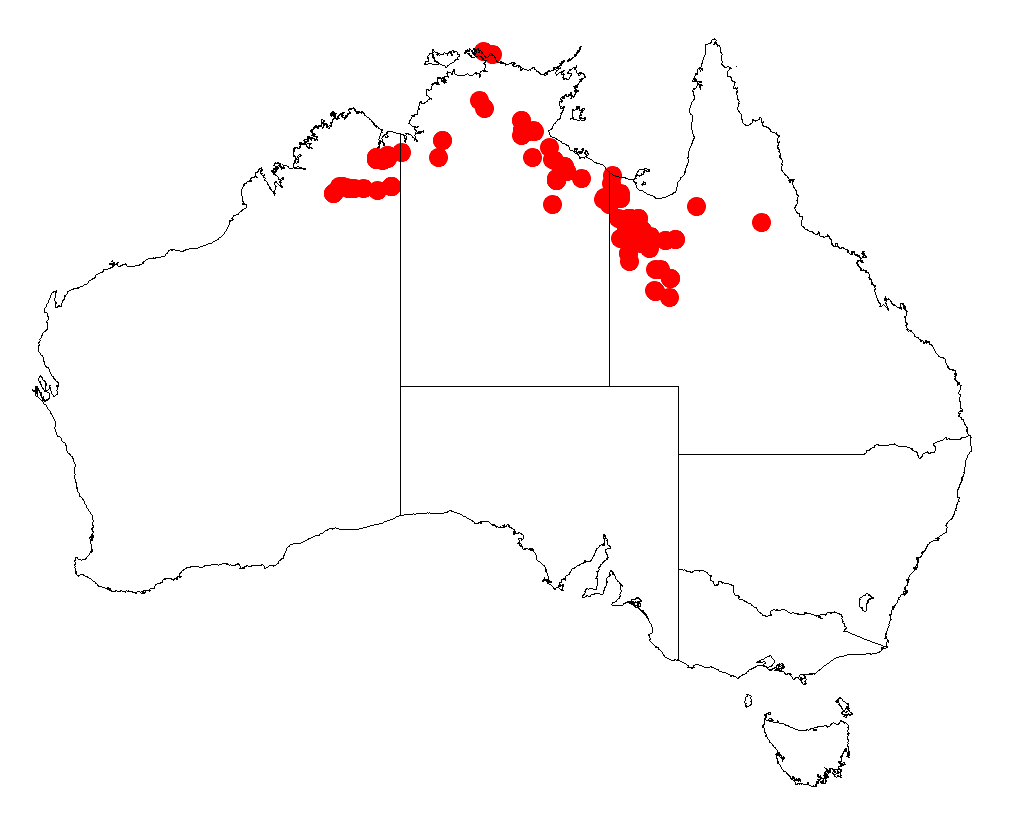 Acacia limbata: Acacia limbata occurrence data from Australasian Virtual Herbarium downloaded from https://doi.org/10.26197/5c06138894b on December 8 2018
