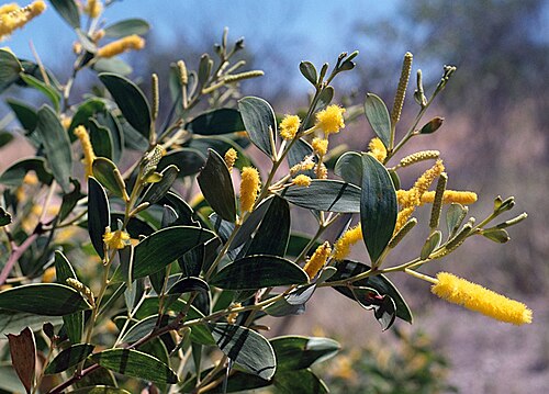 Acacia limbata: Acacia limbata near Jasper Gorge road, about 23 km S from Victoria River Highway, Northern Territory