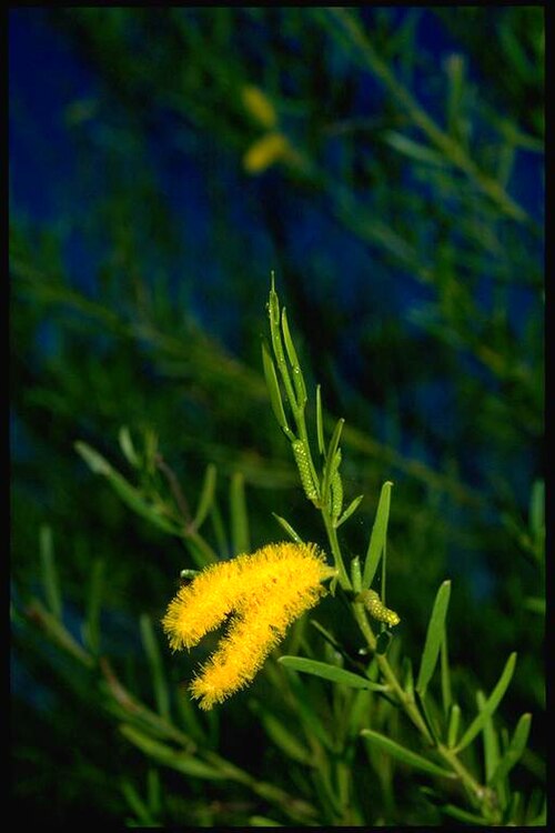 Acacia linarioides: Acacia linarioides