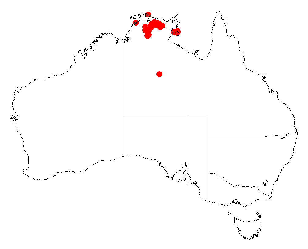 Acacia linarioides: Acacia linarioides occurrence data from Australasian Virtual Herbarium downloaded from https://doi.org/10.26197/5c06138894b on December 8 2018