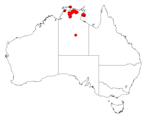 Acacia linarioides: Acacia linarioides occurrence data from Australasian Virtual Herbarium downloaded from https://doi.org/10.26197/5c06138894b on December 8 2018