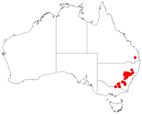 Acacia linearifolia: Acacia linearifolia occurrence data from Australasian Virtual Herbarium downloaded from https://doi.org/10.26197/5c06138894b on December 8 2018