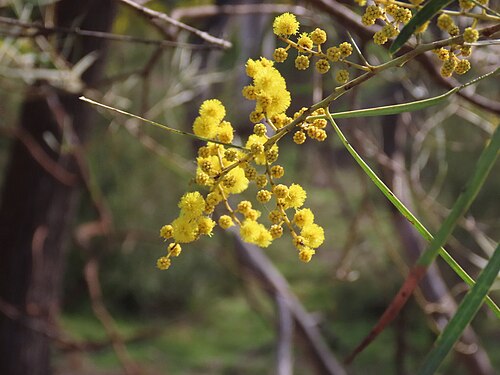 Acacia linearifolia: Acacia linearifolia near Merriwa, New South Wales