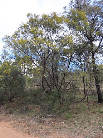 Acacia linearifolia: Acacia linearifolia habit, near Merriwa, New South Wales