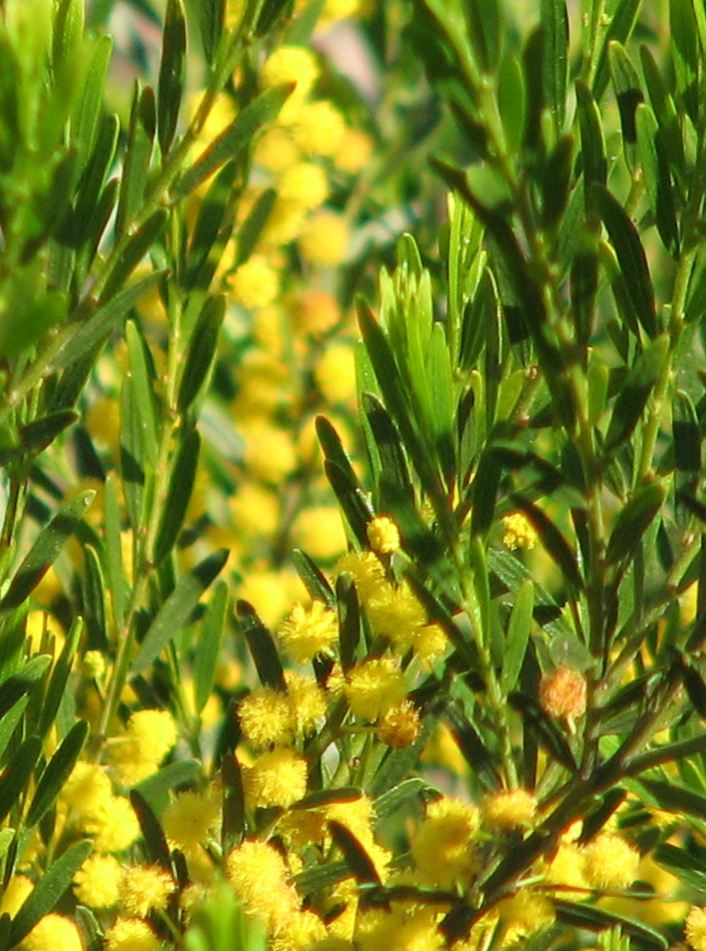 Acacia lineata: Acacia lineata (cultivated, labelled) Royal Botanic Gardens Melbourne, Australia