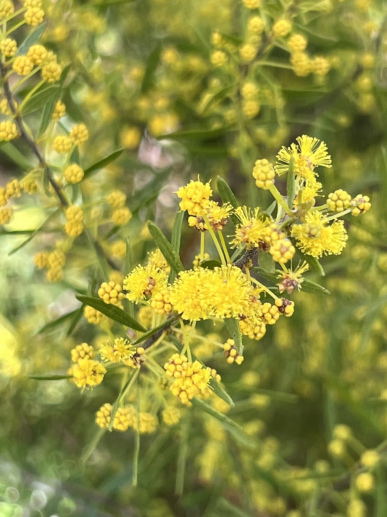 Acacia lineata: Acacia lineata
