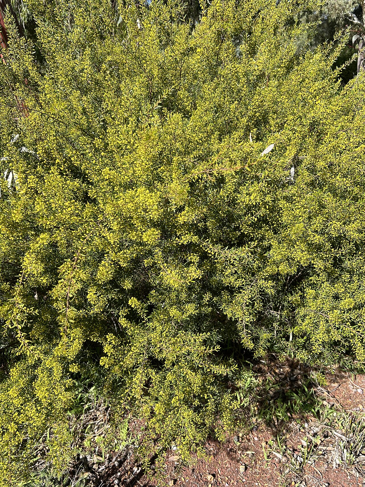 Acacia lineata: Habit