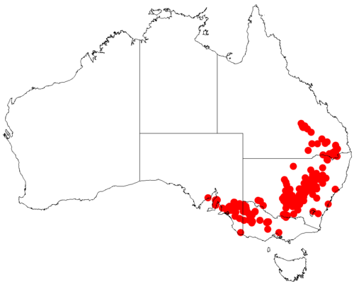 Acacia lineata: Acacia lineata occurrence data from Australasian Virtual Herbarium downloaded from https://doi.org/10.26197/5c06138894b on December 8 2018