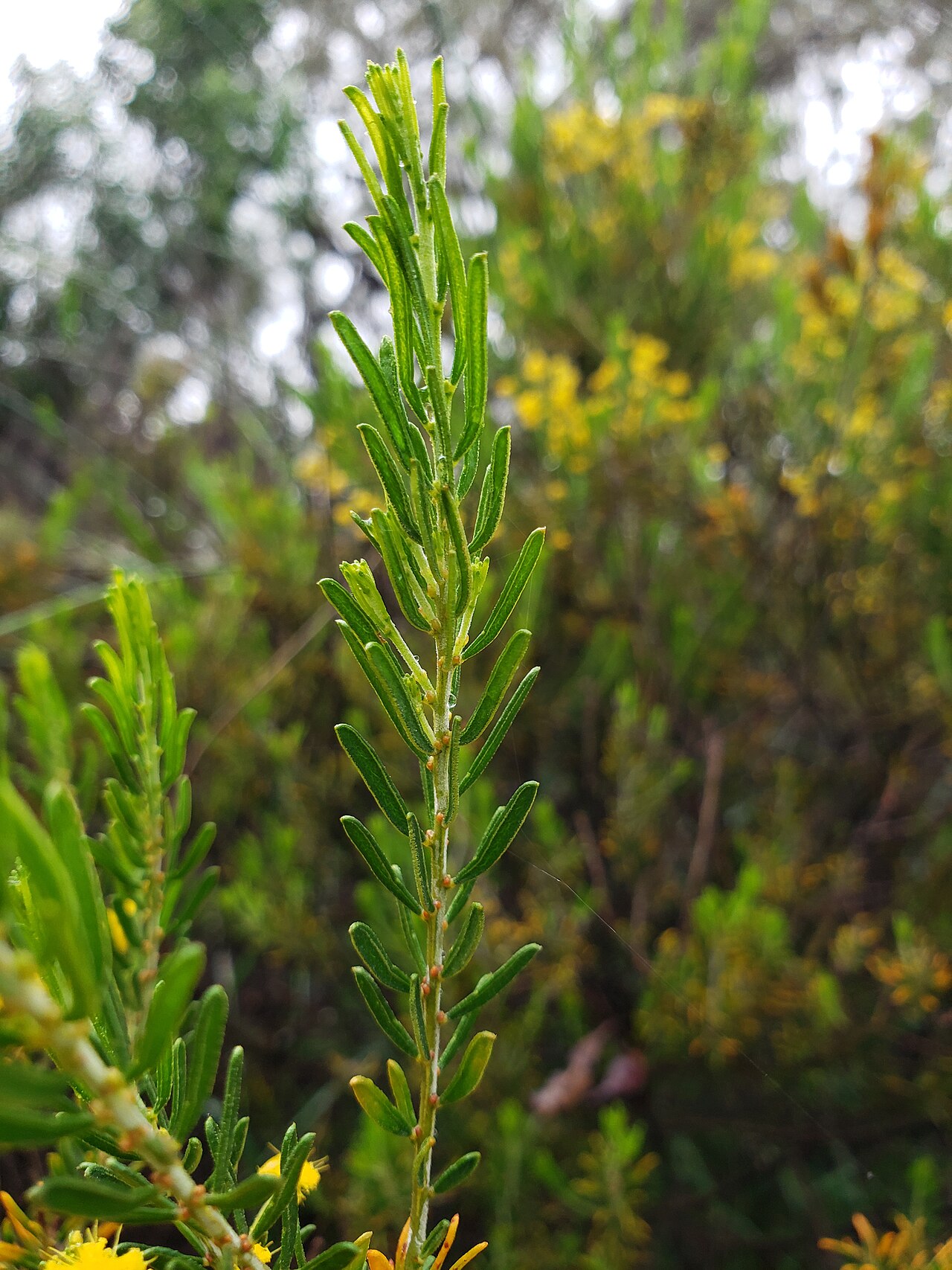 Acacia lineata: Close up of the leaves. Taken at the Australian National Botanical Gardens.