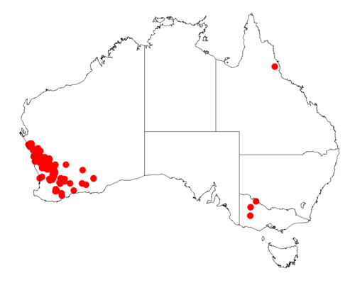 Acacia lineolata: Acacia lineolata occurrence data from Australasian Virtual Herbarium downloaded from https://doi.org/10.26197/5c06138894b on December 8 2018