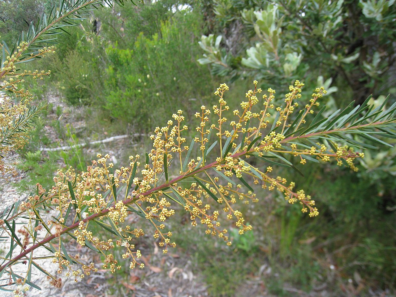 Acacia linifolia: Acacia linifolia. Dharawal Nature Reserve, NSW Australia, January 2011.
