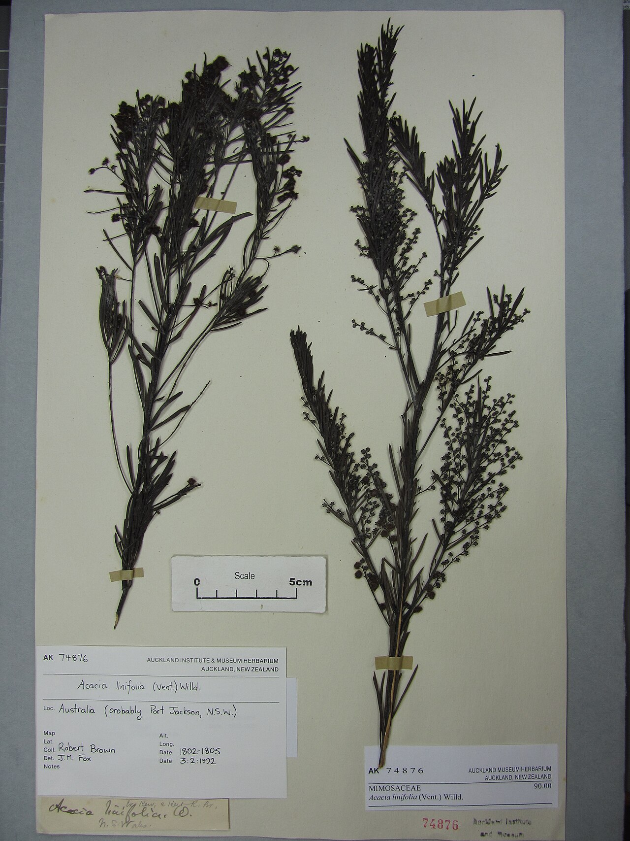 Acacia linifolia (Acacia linifolia)