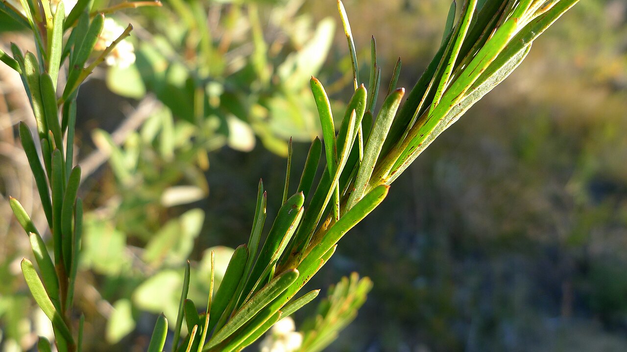 Acacia linifolia: Leaves of the Flax-leafed Wattle, Acacia linifolia . Royal National Park, NSW Australia, July 2012.Royal National Park, NSW Australia, July 2012.