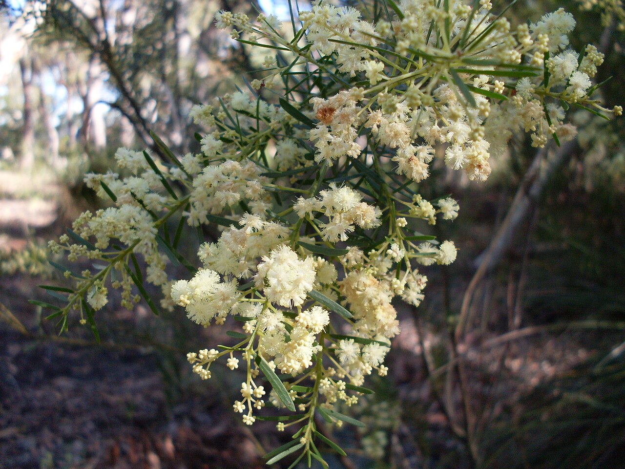Acacia linifolia: Flax-leafed wattle (Acacia linifolia) in flower. Como NSW Australia, July 2009.