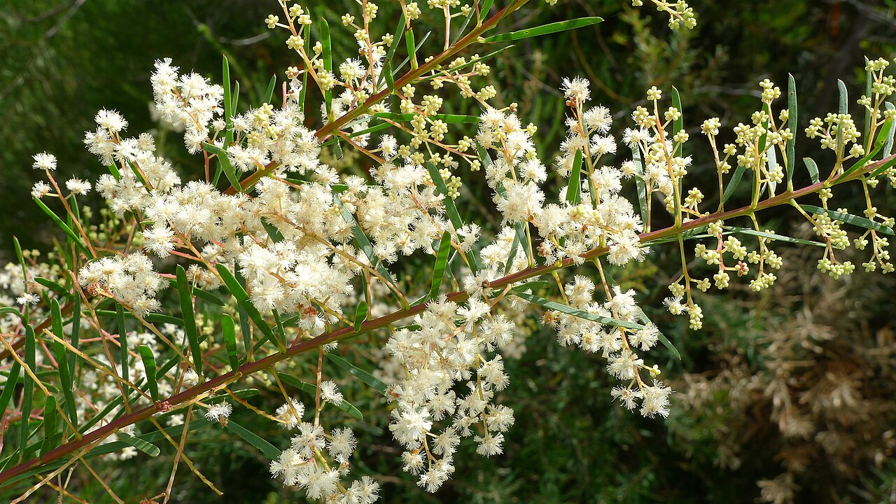 Acacia linifolia: Flowers of Flax-leafed Wattle, Acacia linifolia . Royal National Park, NSW Australia, March 2012.