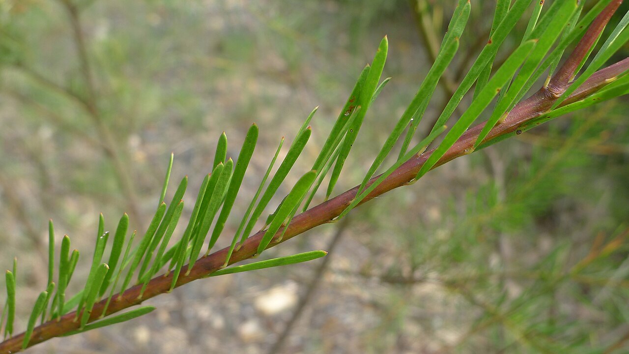 Acacia linifolia: Leaves of the Flax-leafed Wattle, Acacia linifolia . Royal National Park, NSW Australia, March 2012.