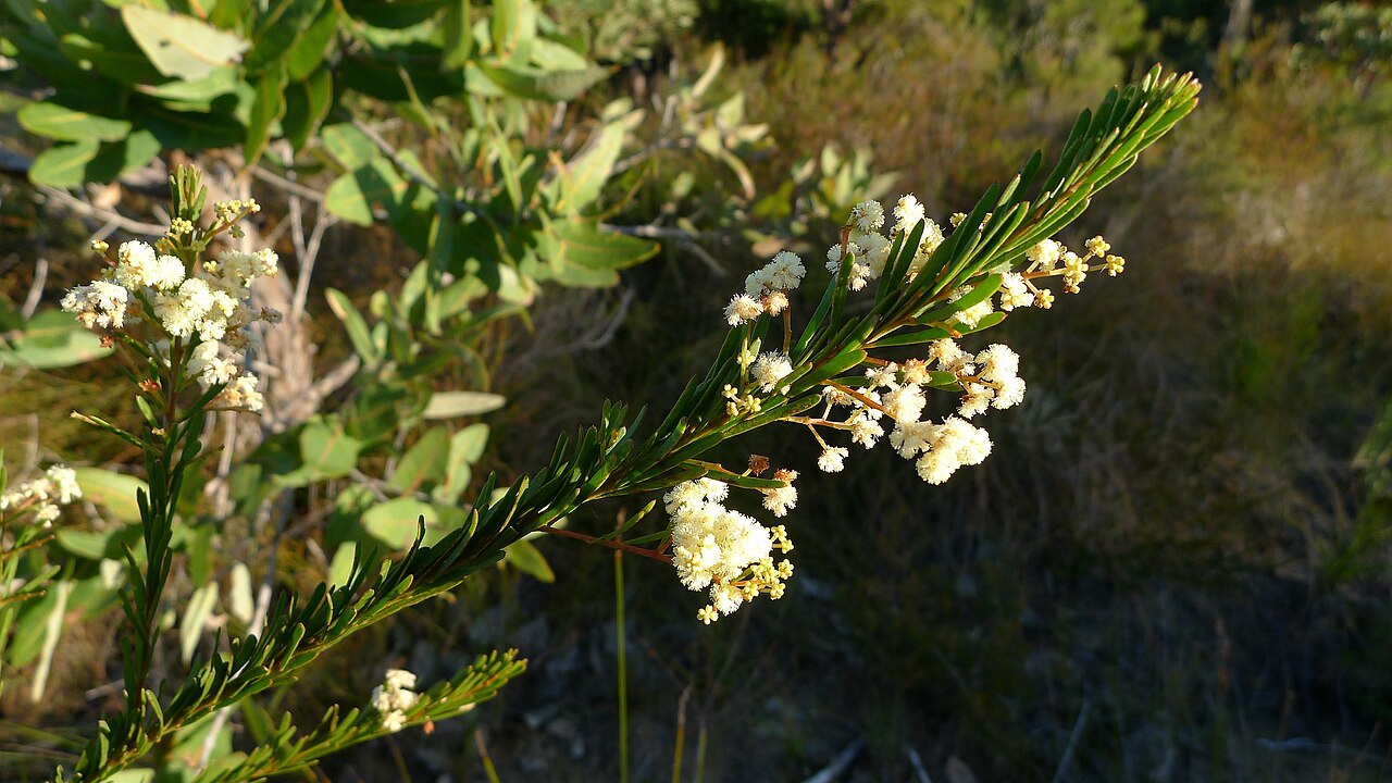 Acacia linifolia: Flax-leafed Wattle, Acacia linifolia . Royal National Park, NSW Australia, July 2012. Flowering in July is very late.