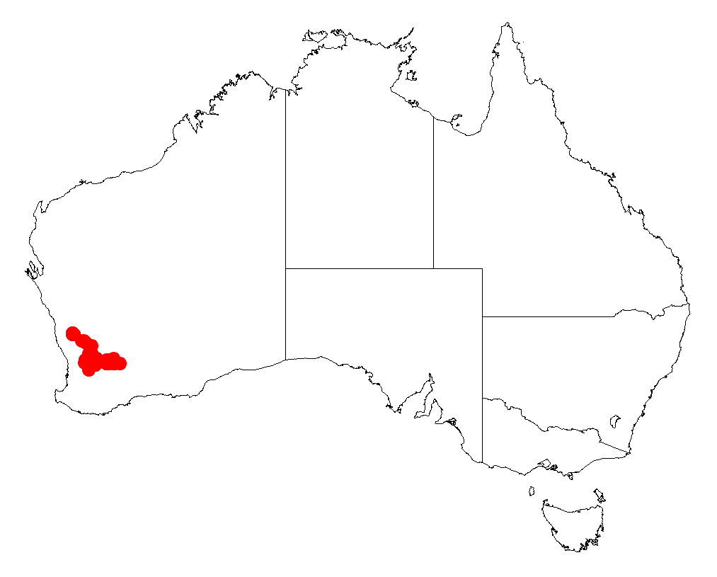 Acacia lirellata: Acacia lirellata occurrence data from Australasian Virtual Herbarium downloaded from https://doi.org/10.26197/5c06138894b on December 8 2018