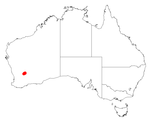 Acacia lobulata: Acacia lobulata occurrence data from Australasian Virtual Herbarium downloaded from https://doi.org/10.26197/5c06138894b on December 8 2018
