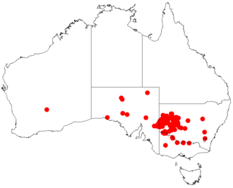 Broken hill gidgee: Acacia loderi occurrence data from Australasian Virtual Herbarium downloaded from https://doi.org/10.26197/5c06138894b on December 8 2018