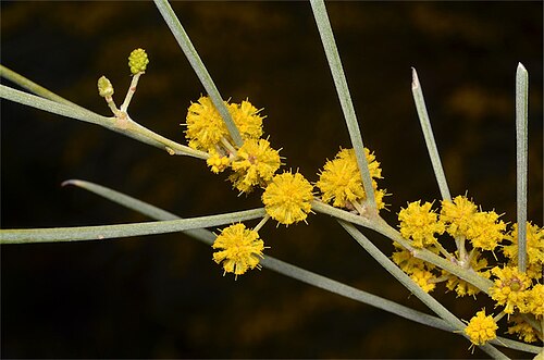 Broken hill gidgee: Acacia loderi near the Barrier Highway, between Wilcannia and Cobar, about 8 km W of Goonalga Creek crossing, NSW