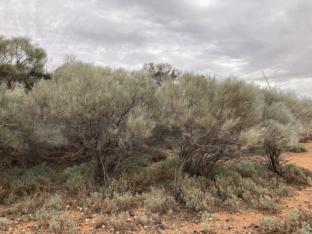 Broken hill gidgee: Photo of Acacia loderi (Acacia loderi) uploaded from iNaturalist .