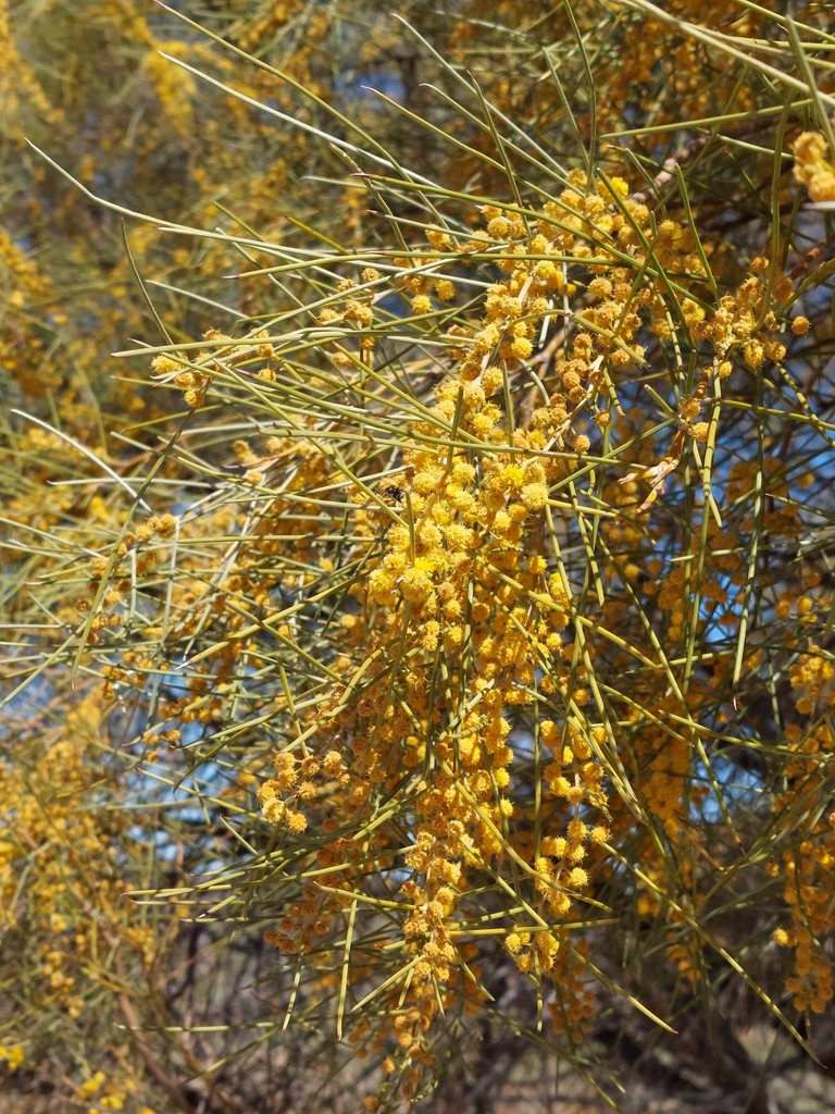 Broken hill gidgee (Acacia loderi)