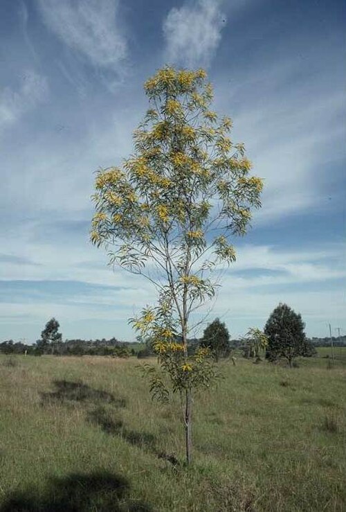 Acacia longispicata: Acacia longispicata in the Mount Annan Botanic Gardens