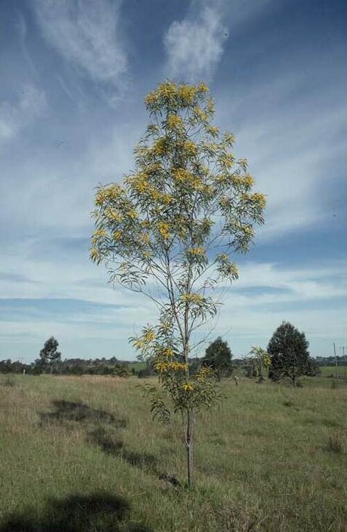 Acacia longispicata: Acacia longispicata in the Mount Annan Botanic Gardens