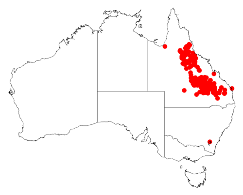 Acacia longispicata: Acacia longispicata occurrence data from Australasian Virtual Herbarium downloaded from https://doi.org/10.26197/5c06138894b on December 8 2018