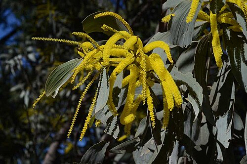 Acacia longispicata: Acacia longispicata' near Glenhaughton Road, between Taroom and Bauhinia Downs, Queensland