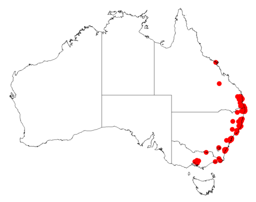 Acacia longissima: Acacia longissima occurrence data from Australasian Virtual Herbarium downloaded from https://doi.org/10.26197/5c06138894b on December 8 2018