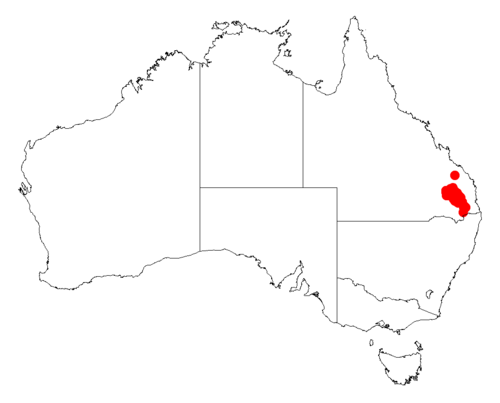 Acacia loroloba: Acacia loroloba occurrence data from Australasian Virtual Herbarium downloaded from https://doi.org/10.26197/5c06138894b on December 8 2018