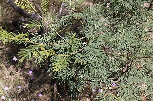 Acacia loroloba: Foliage of Acacia loroloba in Warwick, Queensland