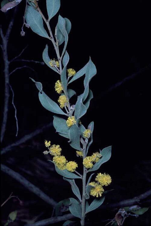 Acacia lucasii: Acacia lucasii in the Australian National Botanic Garden