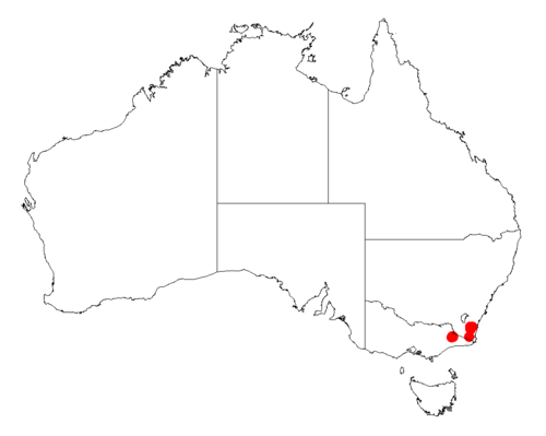 Acacia lucasii: Acacia lucasii occurrence data from Australasian Virtual Herbarium downloaded from https://doi.org/10.26197/5c06138894b on December 8 2018