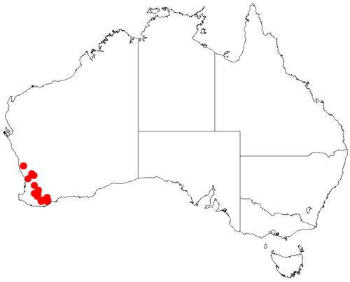 Acacia lullfitziorum: Acacia lullfitziorum occurrence data from Australasian Virtual Herbarium downloaded from https://doi.org/10.26197/5c06138894b on December 8 2018