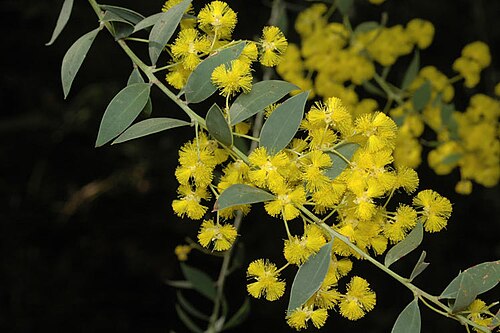 Acacia lunata: Acacia lunata in the Australian National Botanic Gardens, Australian Capital Territory