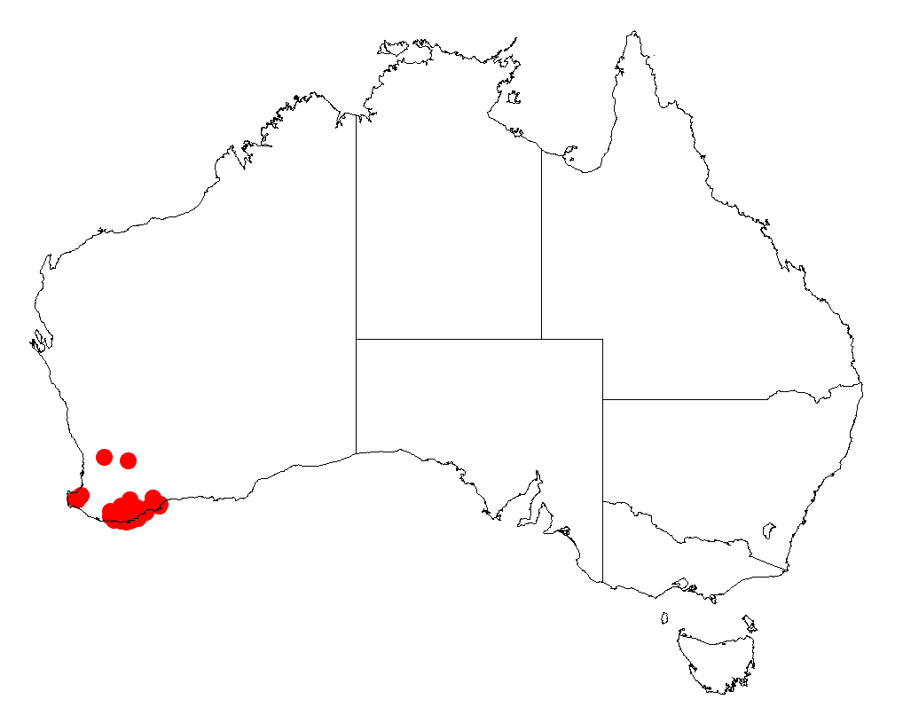 Acacia luteola: Acacia luteola occurrence data from Australasian Virtual Herbarium downloaded from https://doi.org/10.26197/5c06138894b on December 8 2018