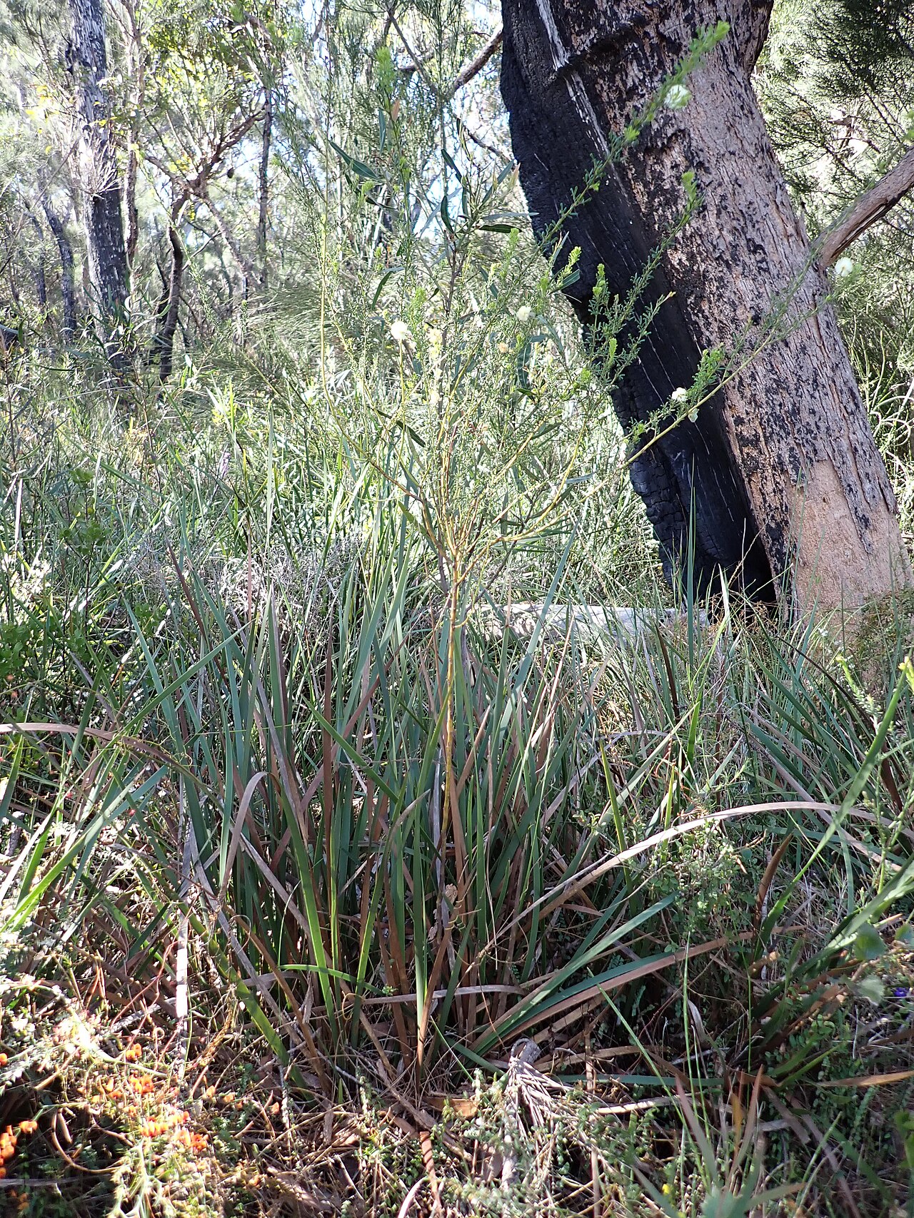 Acacia luteola: Habit of Acacia luteola , about 3.2 km along Nutcracker Road, west of the Denmark - Mount Barker Road, in Mount Lindesay National Park, Western Australia