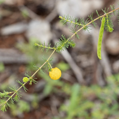 Acacia lycopodiifolia (Acacia lycopodiifolia)