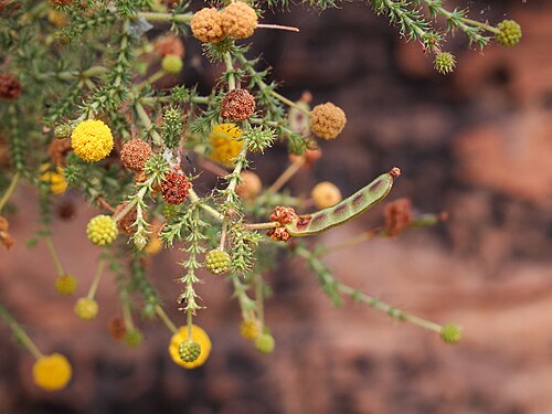 Acacia lycopodiifolia: Acacia lycopodiifolia near the Victoria Highway, Gregory, in the Northern Territory