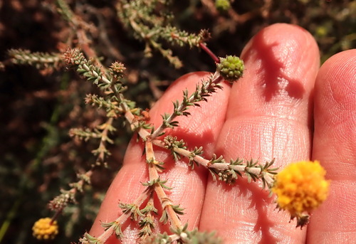 Acacia lycopodiifolia (Acacia lycopodiifolia)