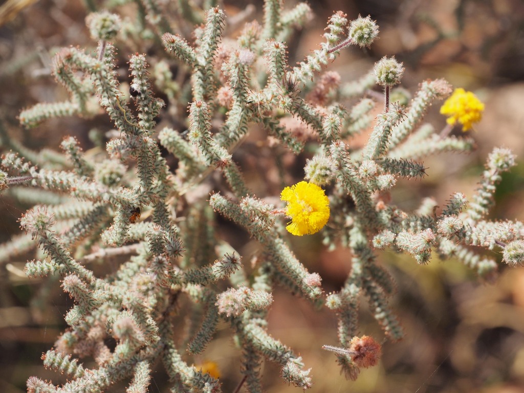 Acacia lycopodiifolia (Acacia lycopodiifolia)