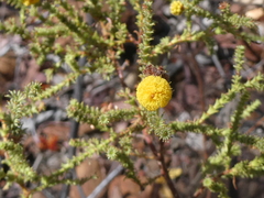 Acacia lycopodiifolia (Acacia lycopodiifolia)