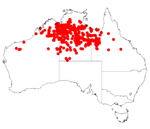 Acacia lysiphloia: Acacia lysiphloia occurrence data from Australasian Virtual Herbarium downloaded from https://doi.org/10.26197/5c06138894b on December 8 2018