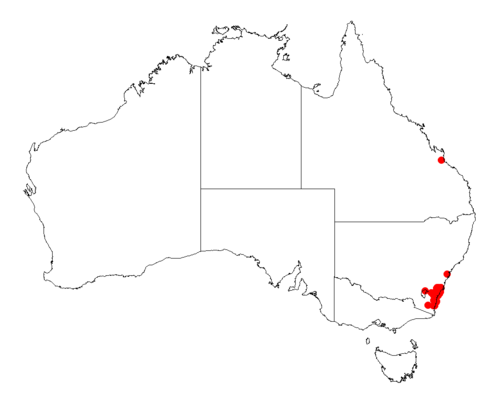 Acacia mabellae: Acacia mabellae Occurrence data from Australasia Virtual Herbarium downloaded from https://doi.org/10.26197/5c0b1388984eb on 8 December 2018