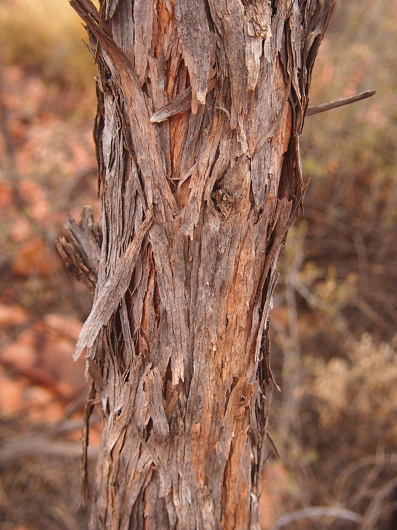 Acacia macdonnelliensis: Acacia macdonnellensis subsp. teretifolia bark