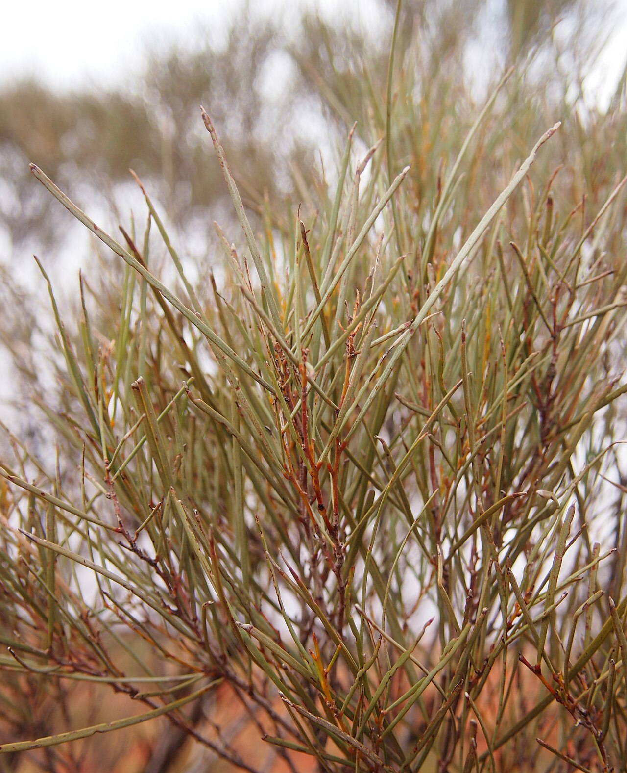 Acacia macdonnelliensis: Acacia macdonnellensis subsp. teretifolia foliage